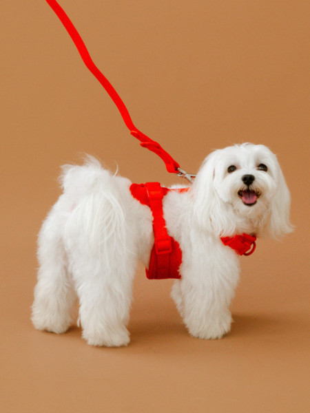 Premium Pet Harness - Dog Harness Vest - Rompi Kucing