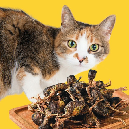 DRIED QUAIL - Makanan Kucing Malas Makan Snack Kucing Alami Burung