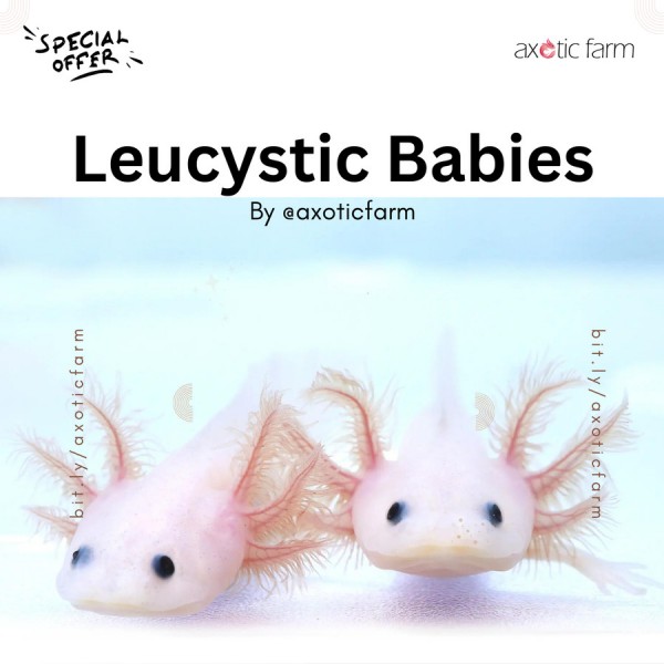 Axolotl Baby (5-9 cm)