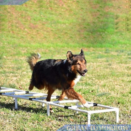 GT Peralatan Olahraga Anjing Luar Ruangan Lompat Tangga Pelantang