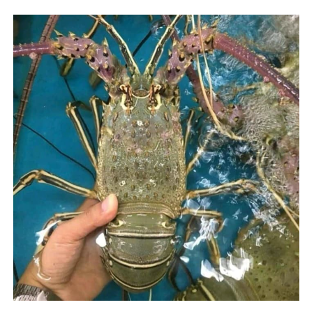 Lobster Laut FreshFrozen Sz 200-300-500-1000gr - Size 200-300