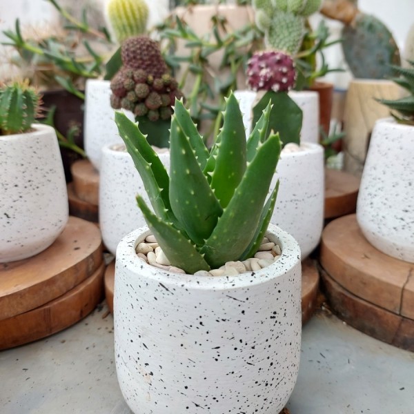 Kaktus mini + pot teracotta putih, media tanam