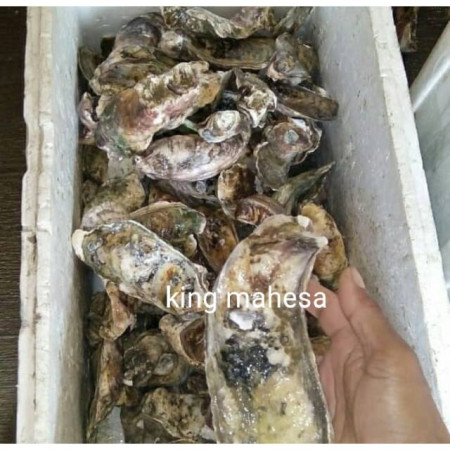 Kerang Tiram Oyster live hidup segar seafood 1kg