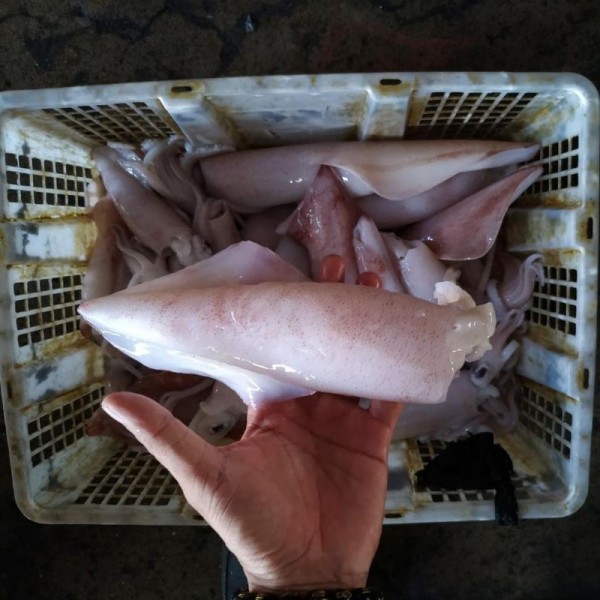 Cumi Bangka Seafood Hasil Laut Segar Super Besar 1 Kg