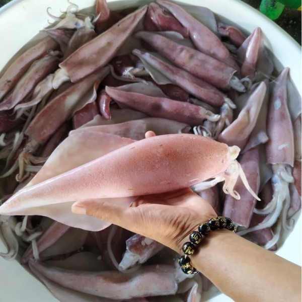 Cumi Bangka Seafood Hasil Laut Segar Super Besar 1 Kg