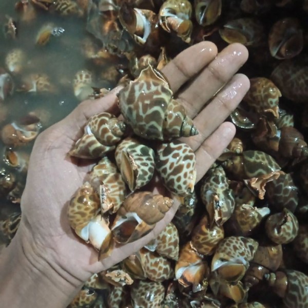 Keong Macan Seafood Makanan Segar Hasil Laut Segar